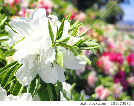 背景材料盛開的杜鵑花初夏圖像 101673972