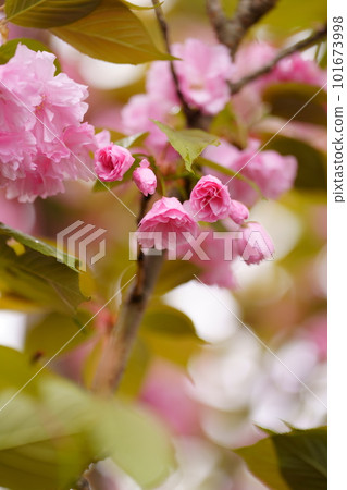Gorgeous double cherry blossoms bloom Gorgeous double cherry blossoms bloom 101673998