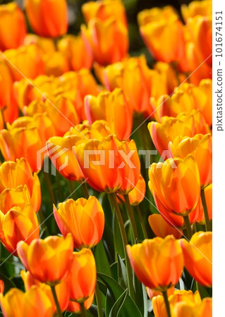Tulip field in full bloom 101674151