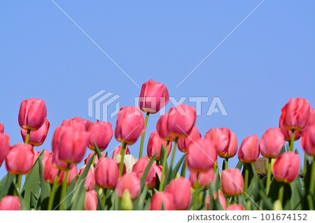 Tulip field in full bloom 101674152