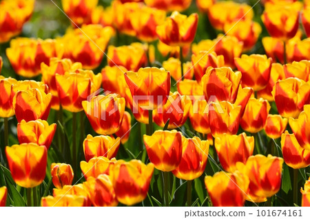 Tulip field in full bloom 101674161