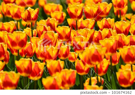 Tulip field in full bloom 101674162