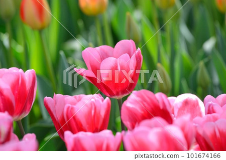 Tulip field in full bloom 101674166
