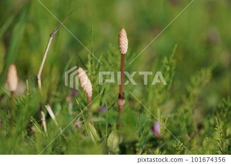 Tsukushi tells of the arrival of spring 101674356