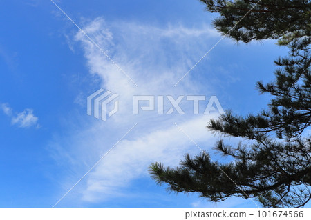 松樹,藍天,雲 松樹,藍天,雲 101674566