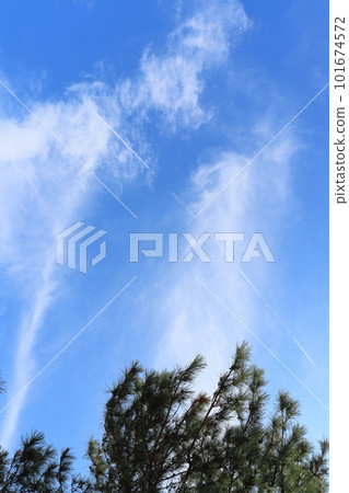 Pine trees, blue sky, clouds, contrails 101674572