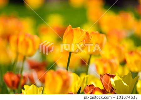 盛開的鬱金香田 101674635