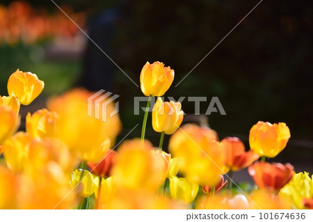 Tulip field in full bloom 101674636