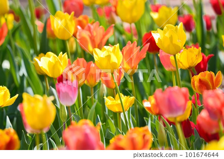 Tulip field in full bloom 101674644