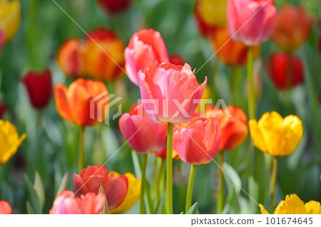 Tulip field in full bloom 101674645