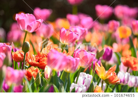 Tulip field in full bloom 101674655