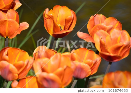 Tulip field in full bloom Tulip field in full bloom 101674663