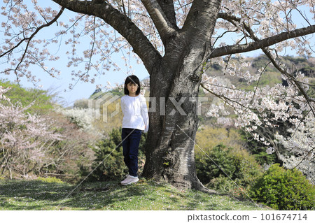 Elementary school girl (8 years old) and cherry blossoms Elementary school girl (8 years old) and cherry blossoms 101674714