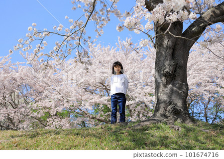 Elementary school girl (8 years old) and cherry blossoms 101674716