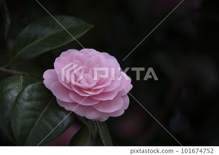 Beautiful pink camellia flowers Beautiful pink camellia flowers 101674752