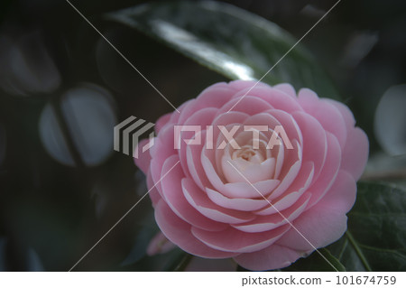 Beautiful pink camellia flowers 101674759