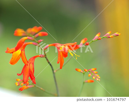 豹紋花的特寫 豹紋花的特寫 101674797