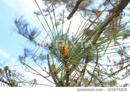Pine tree, pine flower, blue sky, cloud 101674828
