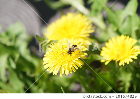 Dandelions and hoverflies blooming in the spring field 101674829