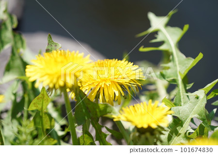 Dandelions blooming in the spring field 101674830