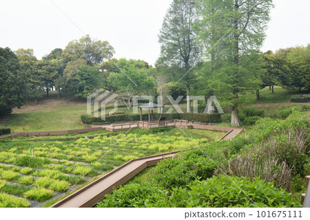 知多市旭公園紫藤花架 101675111