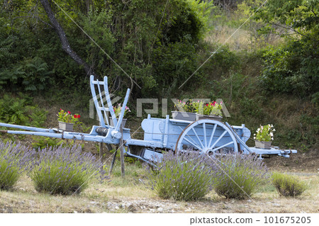 blue wooden cart with lavenders in Provence, France blue wooden cart with lavenders in Provence, France 101675205