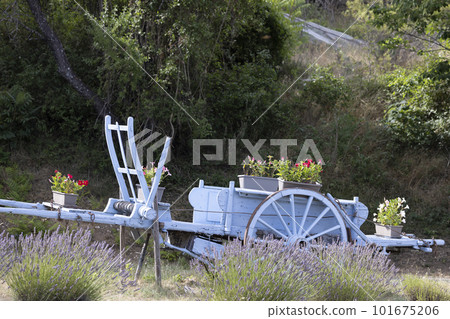blue wooden cart with lavenders in Provence, France 101675206