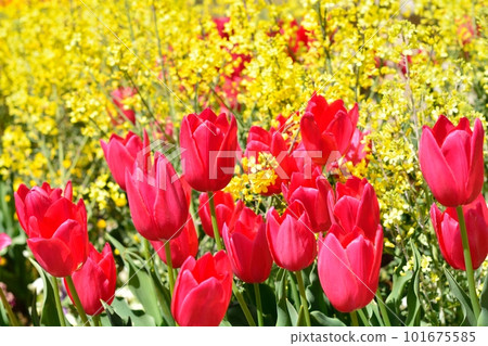 Tulip field in full bloom Tulip field in full bloom 101675585