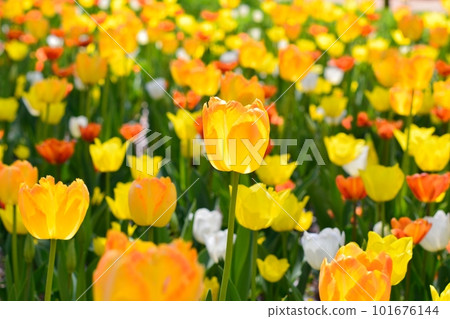 盛開的鬱金香田 101676144