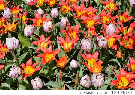 Tulip field in full bloom Tulip field in full bloom 101676170