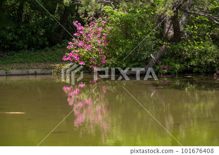 Azalea blooming by the pond of Hakkei Mizutani Park Azalea blooming by the pond of Hakkei Mizutani Park 101676408