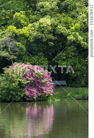 Azalea blooming by the pond of Hakkei Mizutani Park Azalea blooming by the pond of Hakkei Mizutani Park 101676417