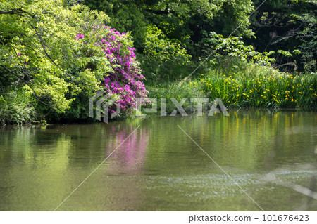 Azalea blooming by the pond of Hakkei Mizutani Park Azalea blooming by the pond of Hakkei Mizutani Park 101676423