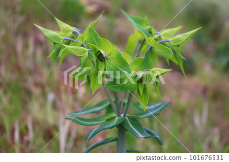Euphorbia lasilis. The Japanese name is Holtsou flower. Euphorbia lasilis. The Japanese name is Holtsou flower. 101676531