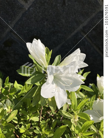 白杜鵑花 白杜鵑花 101676591