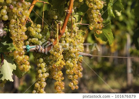 Grapes Harslevelu in Tokaj region, Unesco site, Great Plain, Hungary Grapes Harslevelu in Tokaj region, Unesco site, Great Plain, Hungary 101676879
