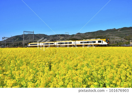 Kintetsu limited express running through a field of rape blossoms 101676903