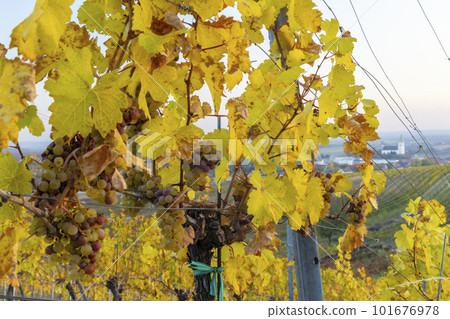 autumnal vineyard with Unterretzbach village, Lower Austria, Austria 101676978