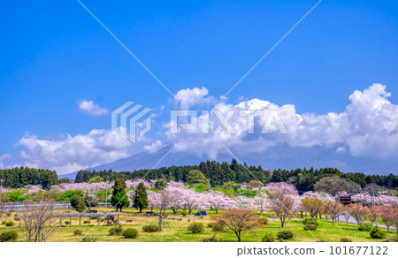 從龍門橋看到盛開的櫻花 101677122