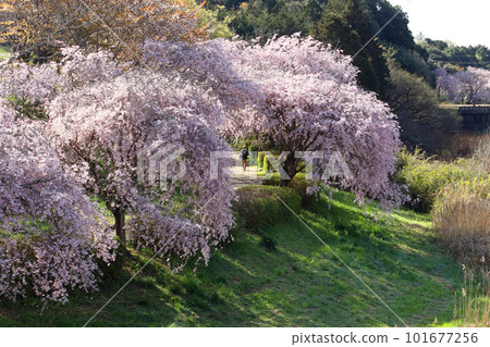 浪漫的茨城（清晨，沿著盛開的垂枝櫻花林蔭大道漫步。）石岡市，不動木之丘公園 101677256