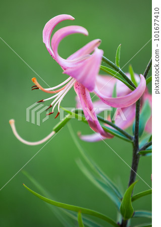 Fragrant, elegant lilies have trumpet-shaped blooms and bright green leaves, symbolizing beauty and grace 101677410