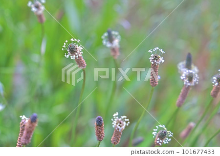 Spatula large leaves (spatula, obako) 101677433