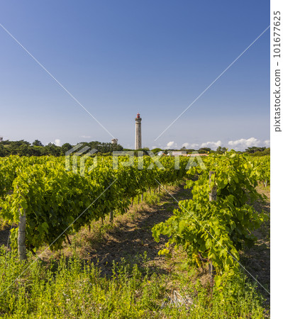 lighthouse of Baleines on Re Island, Charente-Maritime, France lighthouse of Baleines on Re Island, Charente-Maritime, France 101677625
