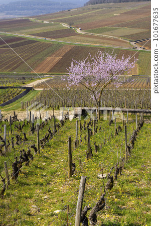 Early spring vineyards near Aloxe-Corton, Burgundy, France 101677635