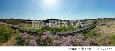 Kejonuma's cherry blossoms in full bloom Aerial view 101677636