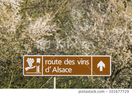 Wine road near Colmar, Alsace, France Wine road near Colmar, Alsace, France 101677729