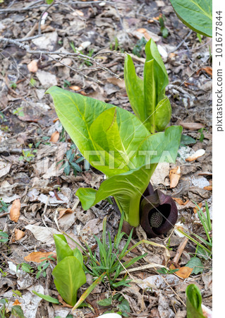 針灸告訴春天的到來 針灸告訴春天的到來 101677844