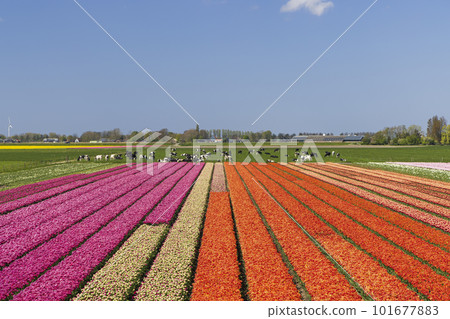 Field of tulips near Alkmaar, The Netherlands 101677883