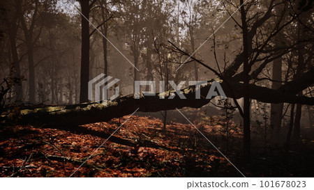 Misty autumn forest with Morning fog Misty autumn forest with Morning fog 101678023