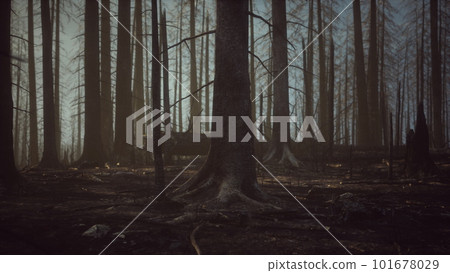 Burned forest in the mountains Burned forest in the mountains 101678029